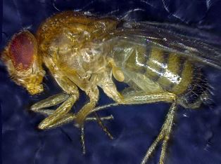 A fruit fly
