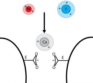 Metal catalysts can block the calcium signalling pathway of neurons