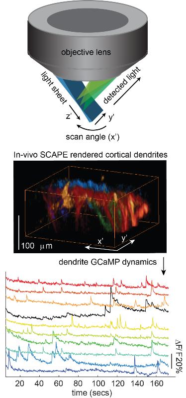 A schematic depicts SCAPE’s imaging geometry, and an example of an image of a mouse brain