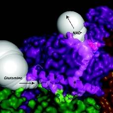 Close up of the glutamine and ammonia tunnels