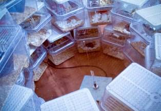 Mice being exposed to electromagnetic radiation