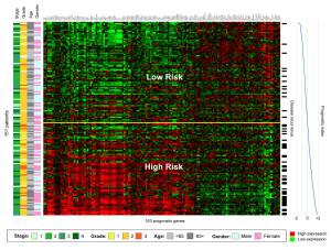 A gene expression heatmap