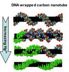 Drawing of DNA wrapped round carbon nanotubes and showing response to increase in mercury ion concentration