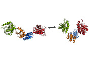 Drawing showing the two forms of the enzyme