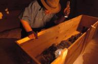 The mummy of Hatshepsut