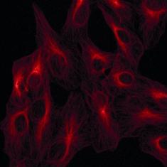 Tubulin. Multiphoton excitation of Atto 647N at 1200nm.