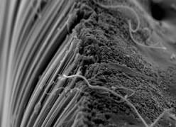 Carbon nanotubes