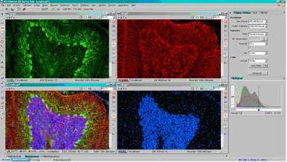 Screenshot of Nikon NIS Elements V2.3