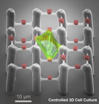 A cell in the two-component polymer scaffold.