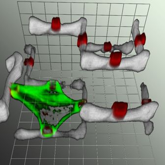 Laser-scanning microscopy (LSM) of the cell in the two-component polymer scaffold