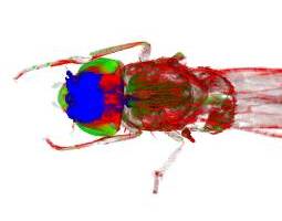 3D image of fruit fly
