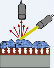 Light scattering off liver cells on photonic crystal