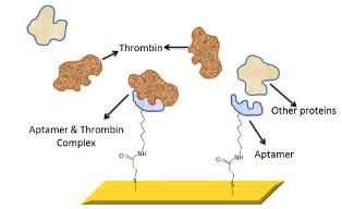 Expanded view of the aptamer-functionalised surface plasmon
resonance gold chip surface.