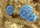 image of mitochondria