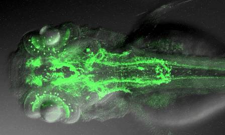 The Zebra Fish projectome